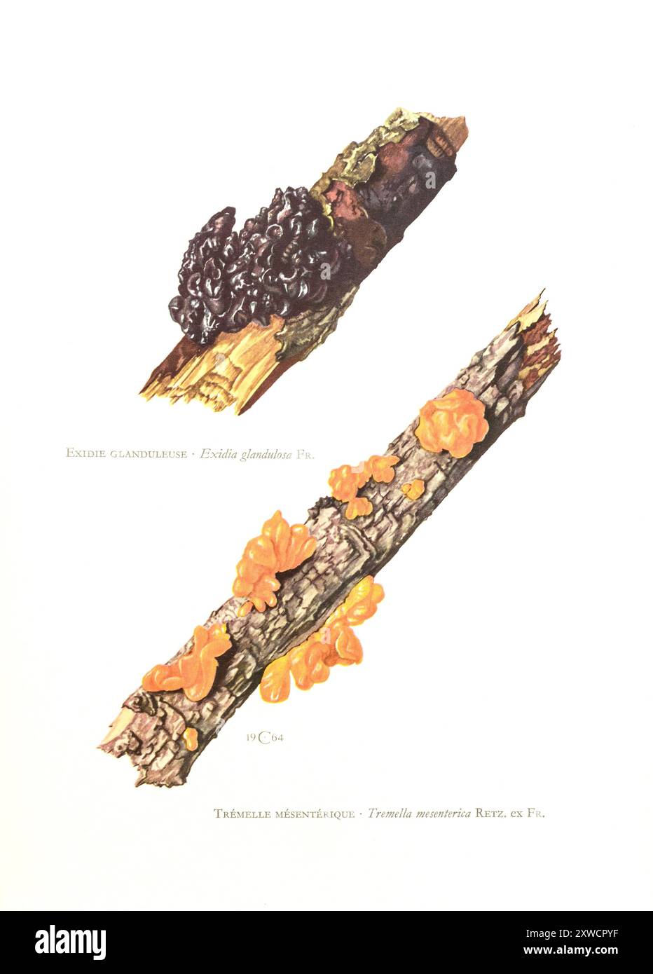 Illustration par Claus Caspari de la Collection de documents d'histoire naturelle des champignons Exidia glandulosa et Tremella mesenterica. Banque D'Images