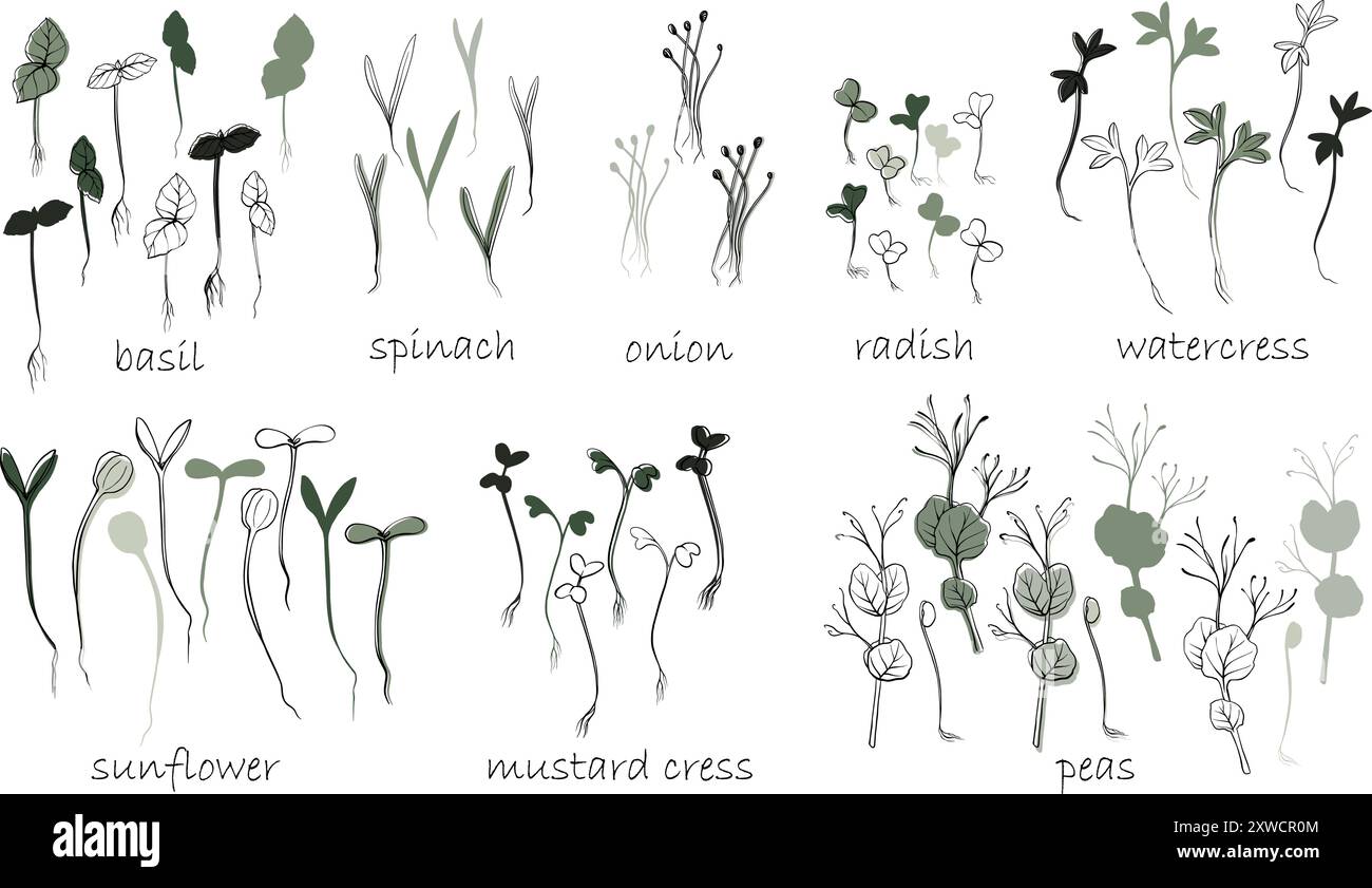 illustration vectorielle microgreens dessinée à la main. Contour pousses de cresson, épinards, cresson moutarde et pois, radis, oignon, tournesol, basilic. Définir Illustration de Vecteur