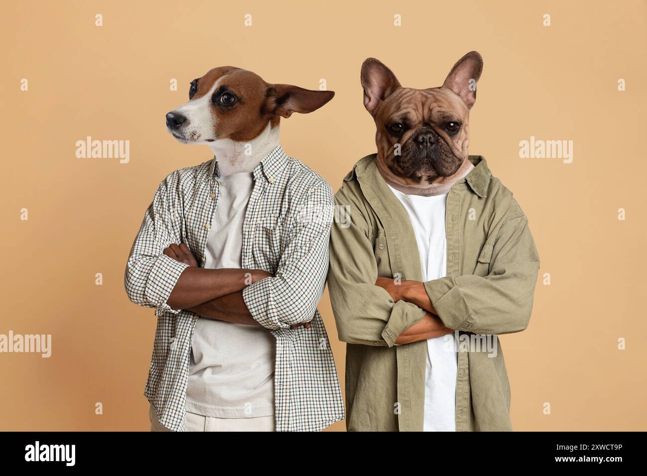 Deux chiens debout avec les bras croisés sur fond Tan Banque D'Images