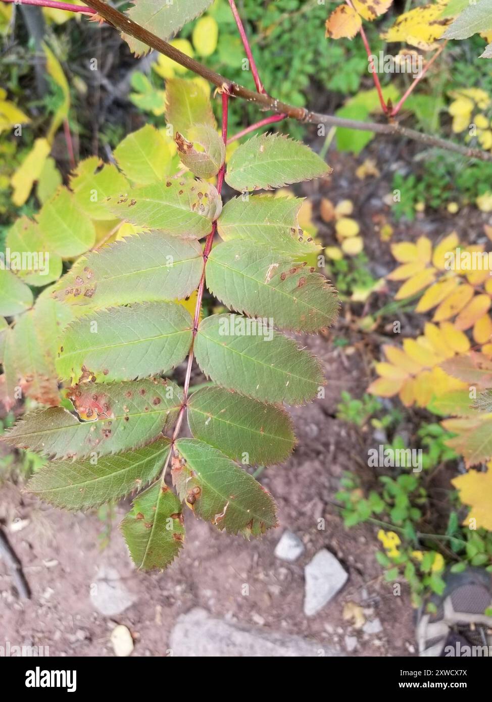 Cendres de montagne de Greene (Sorbus scopulina) Plantae Banque D'Images