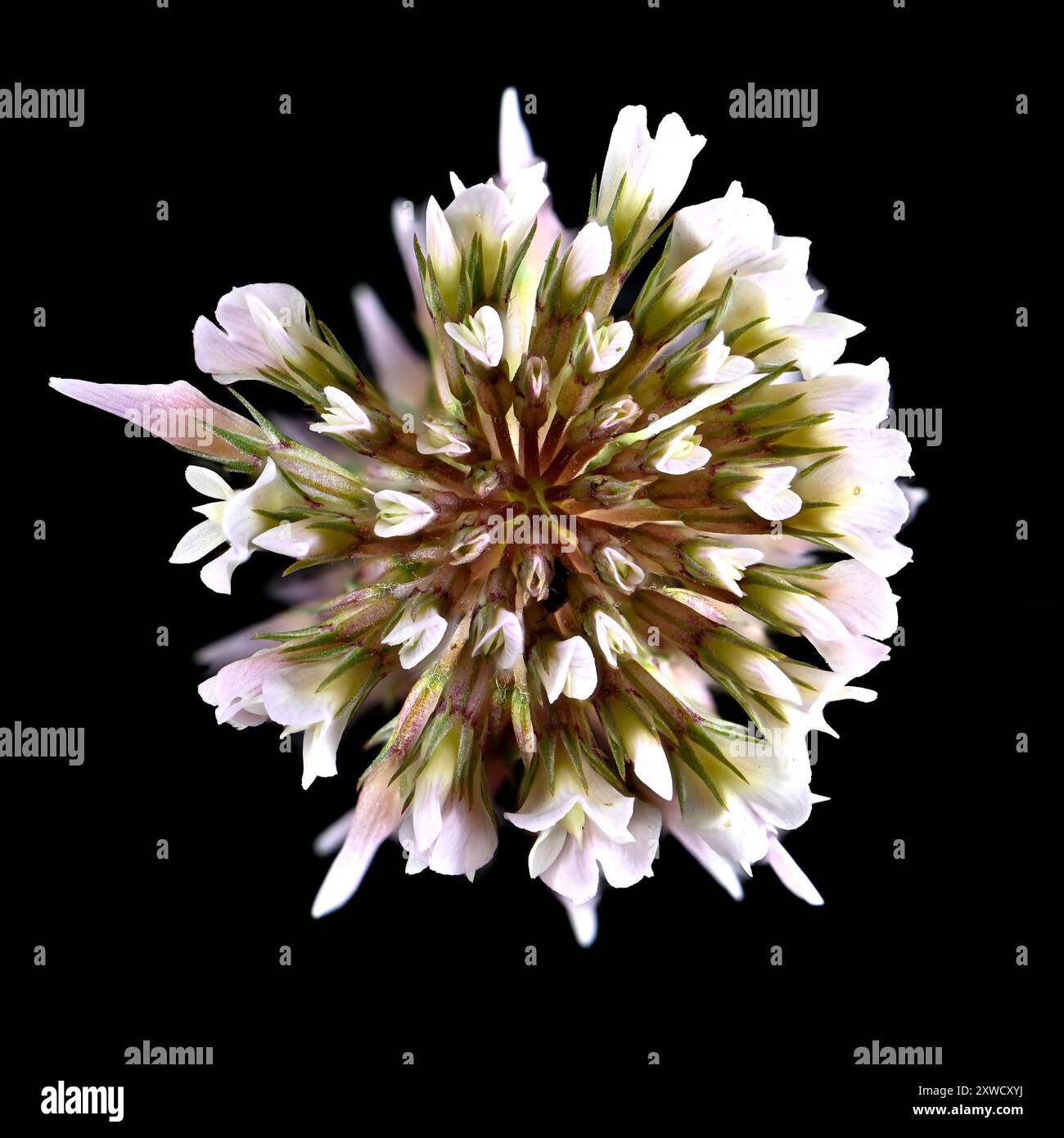 Prise de vue en studio (image empilée) d'une fleur de trèfle blanc (Trifolium repens) sur fond noir Banque D'Images