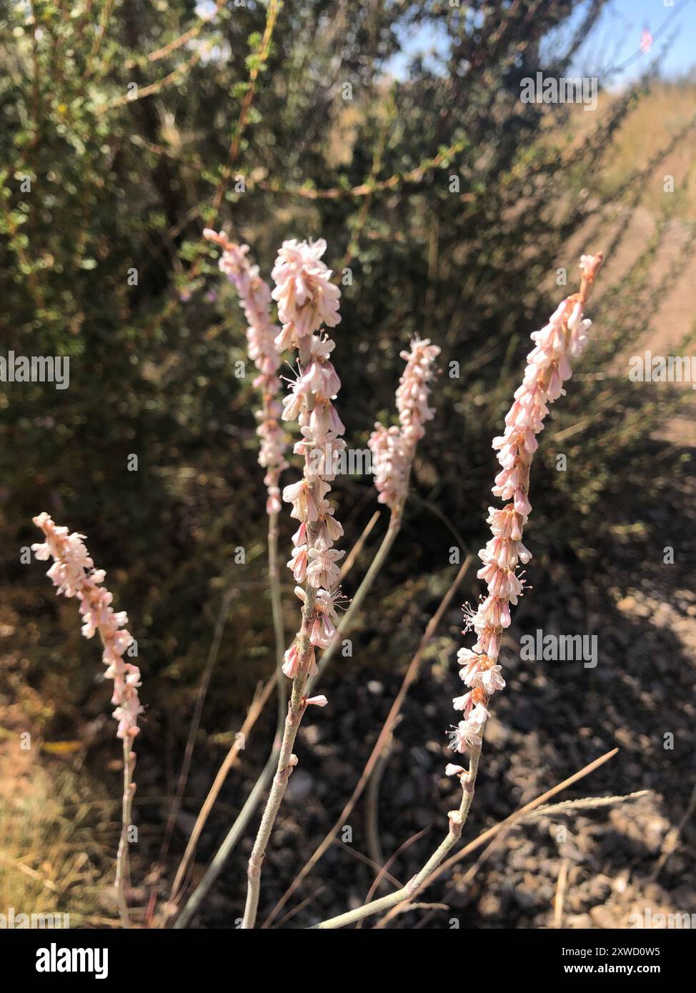 Sarrasin redroot (Eriogonum racemosum) Plantae Banque D'Images