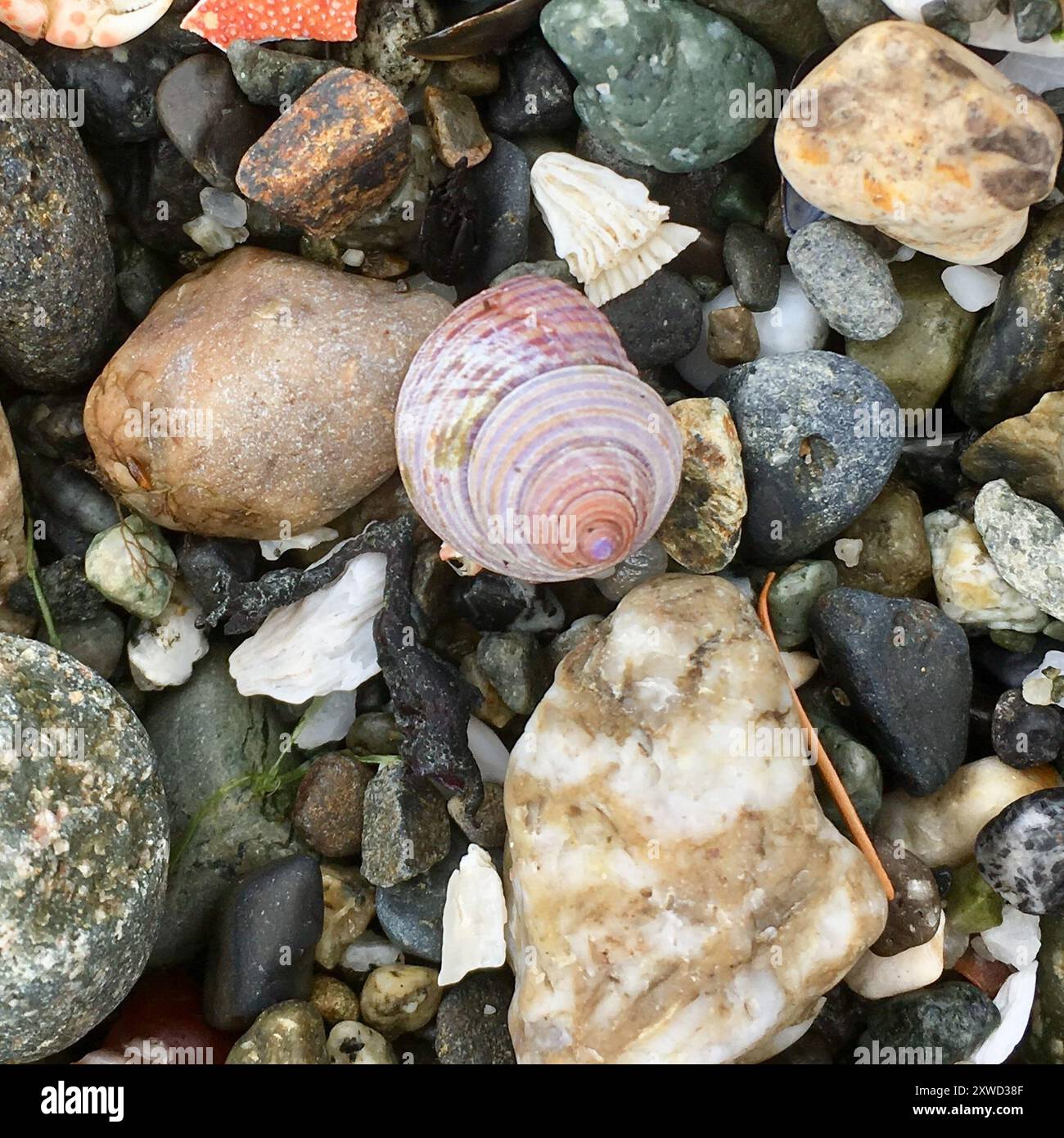 Escargot supérieur à anneaux bleus (Calliostoma ligatum) Mollusca Banque D'Images