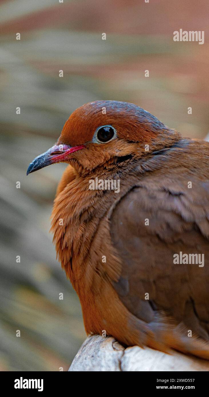 Rare Pidgeon coloré en gros plan. Banque D'Images