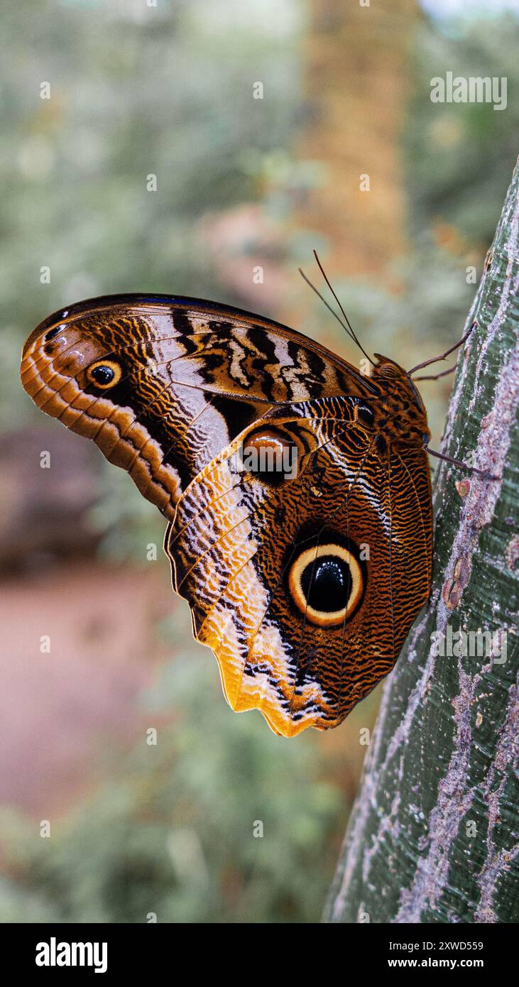 Big Brown Butterfly avec les yeux sur les ailes. Banque D'Images