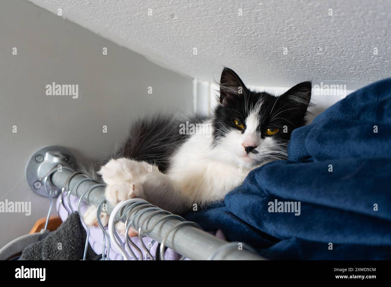 Chaton noir et blanc se relaxant dans un espace insolite sur le dessus des vêtements. Banque D'Images