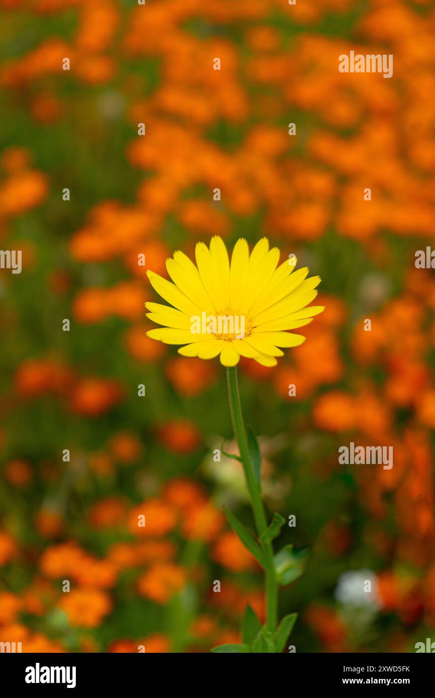 Gros plan de la fleur jaune dans un champ de fleurs. Banque D'Images