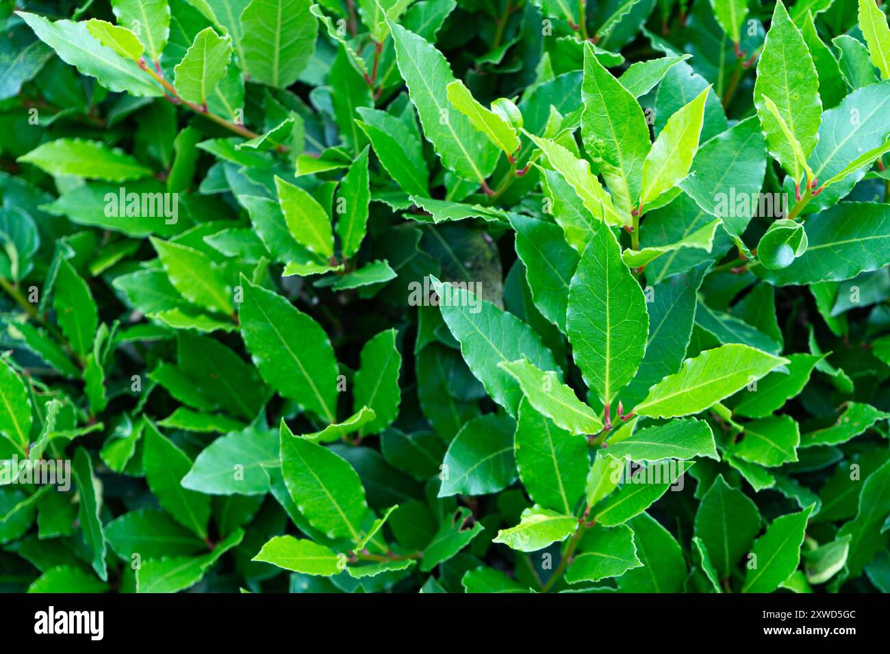 Feuilles de baie fraîches poussant dans le jardin. Laurel et Bay Leaf. Banque D'Images