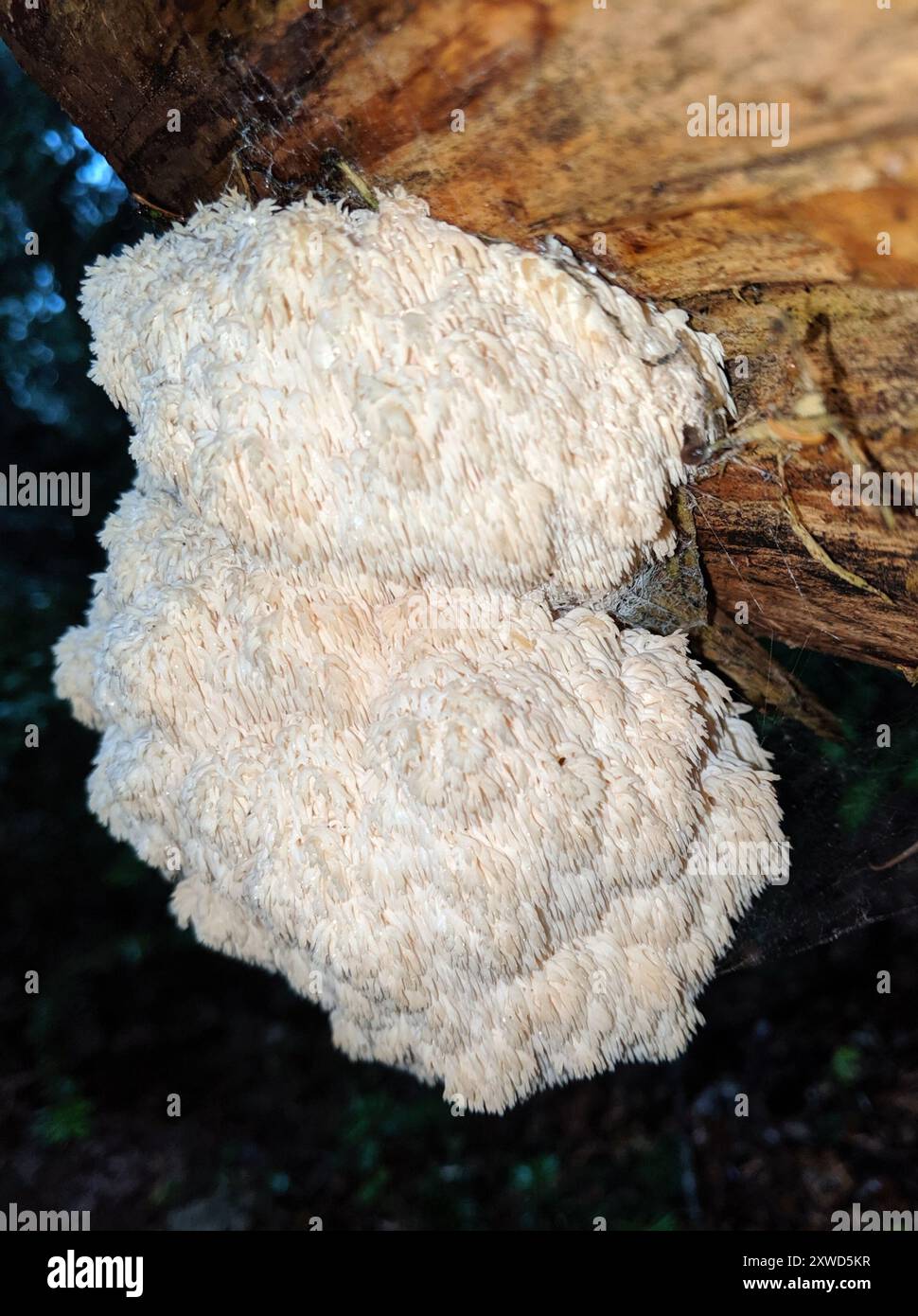 Champignons de la tête d'ours (Hericium abietis) Banque D'Images