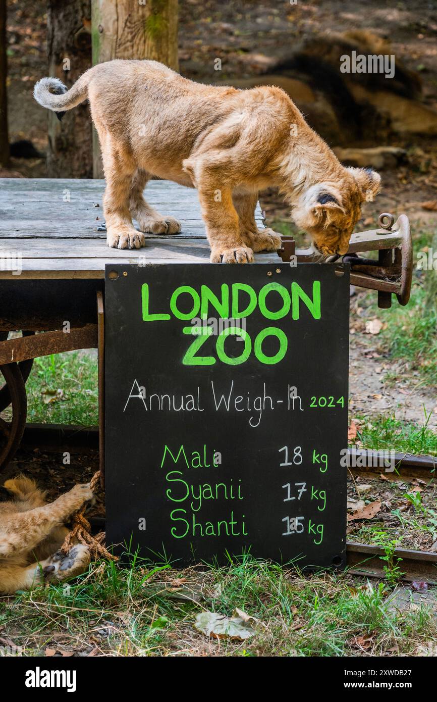 Londres, Royaume-Uni. 19 août 2024. Les petits lions asiatiques, Syanii, Mali et Shanti sortent pour voir le tableau de bord de leurs poids (à un peu plus de 5 mois) avec leur mère et leur père - London Zoo (ZSL) effectuent leur pesée annuelle. Prenant soin de plus de 10 000 animaux, les gardiens enregistrent les poids et les mesures des animaux - des informations qui fournissent un aperçu critique de leur santé et de leur bien-être. Crédit : Guy Bell/Alamy Live News Banque D'Images