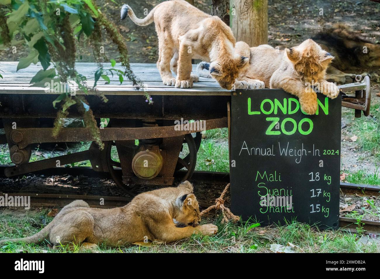 Londres, Royaume-Uni. 19 août 2024. Les petits lions asiatiques, Syanii, Mali et Shanti sortent pour voir le tableau de bord de leurs poids (à un peu plus de 5 mois) avec leur mère et leur père - London Zoo (ZSL) effectuent leur pesée annuelle. Prenant soin de plus de 10 000 animaux, les gardiens enregistrent les poids et les mesures des animaux - des informations qui fournissent un aperçu critique de leur santé et de leur bien-être. Crédit : Guy Bell/Alamy Live News Banque D'Images