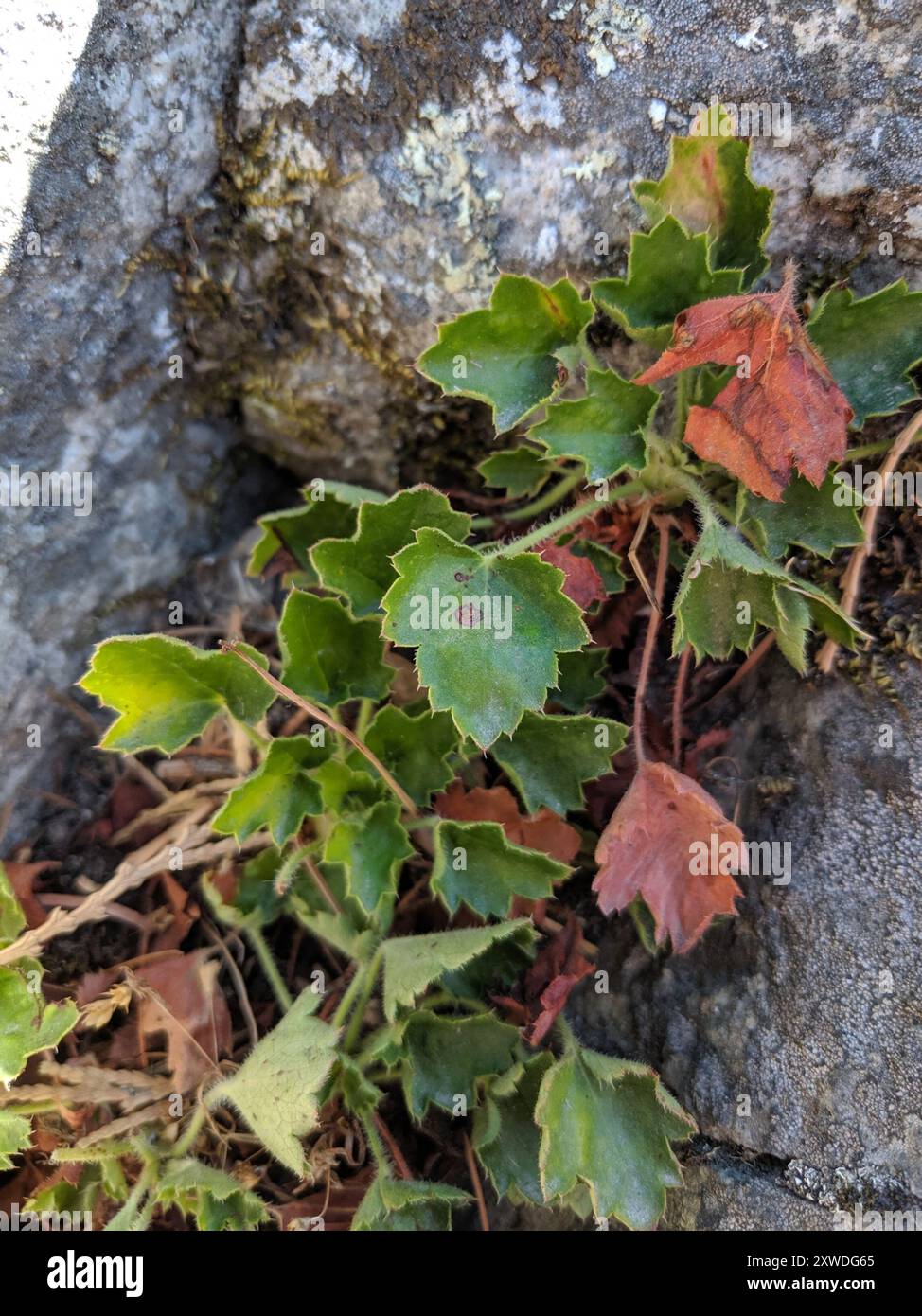 Alumroot rose (Heuchera rubescens) Plantae Banque D'Images