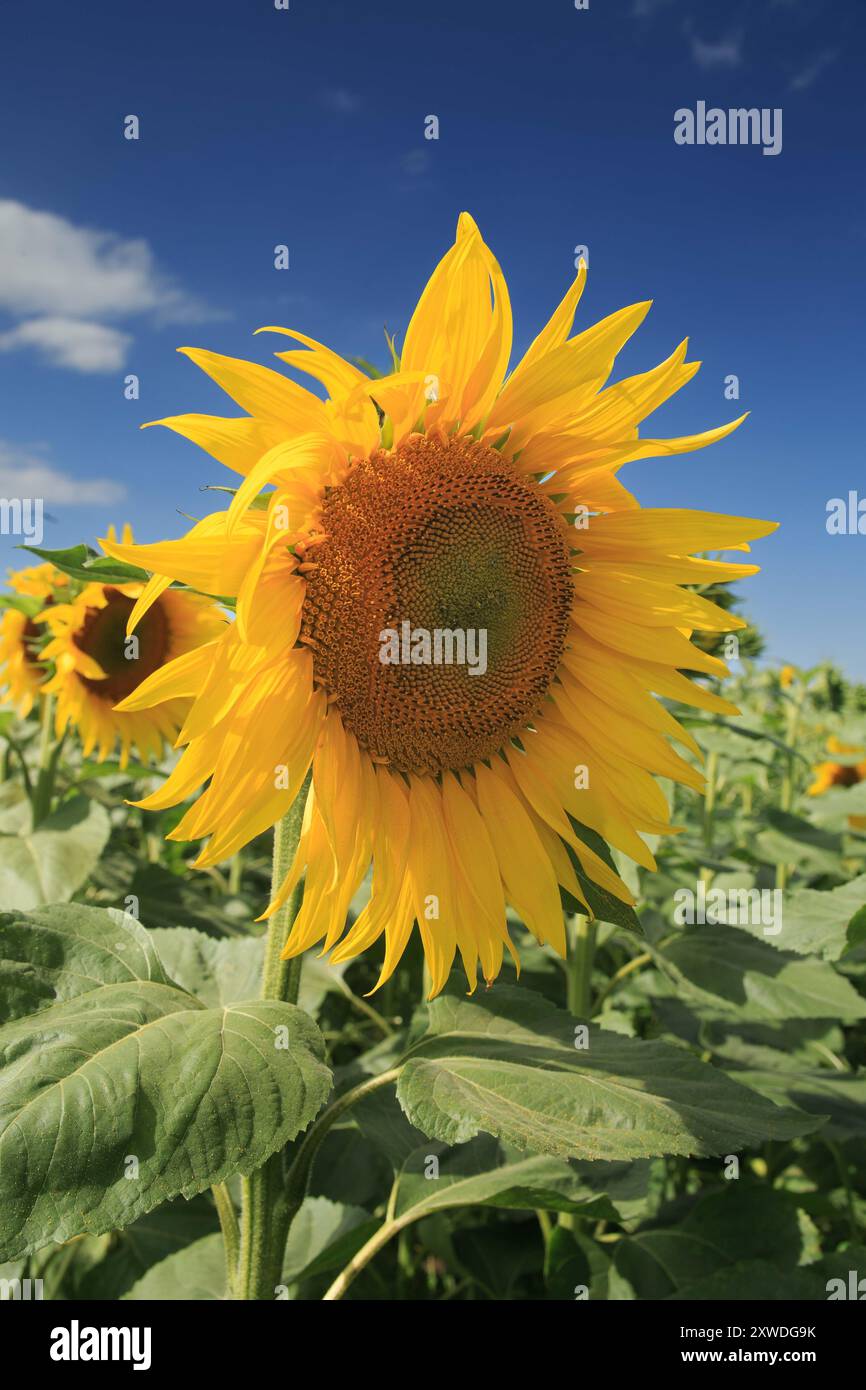 13 août 2024 tournesols poussant dans les Lincolnshire Fens Banque D'Images