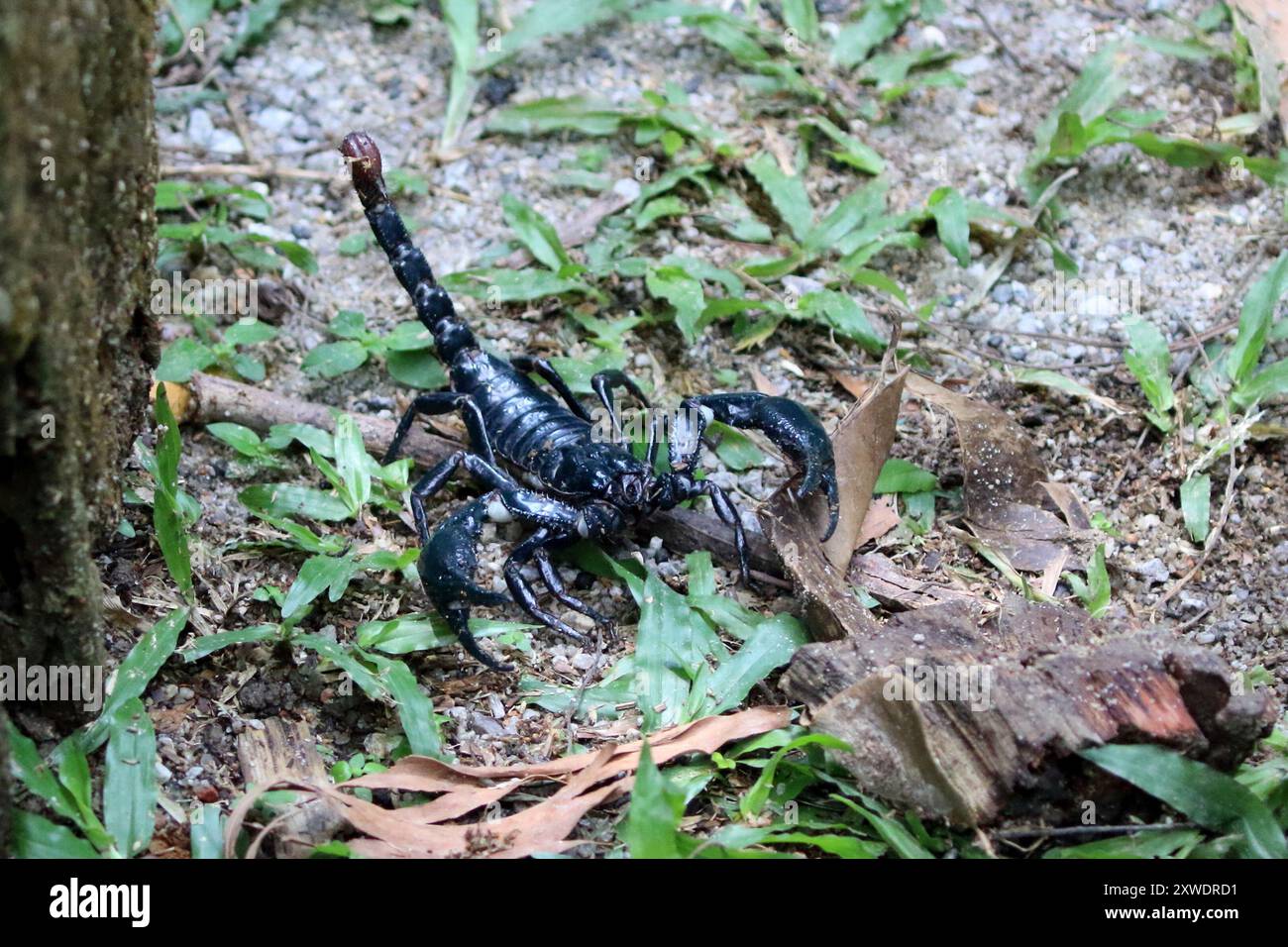 Scorpion bleu géant (Heterometrus spinifer) Arachnida Banque D'Images