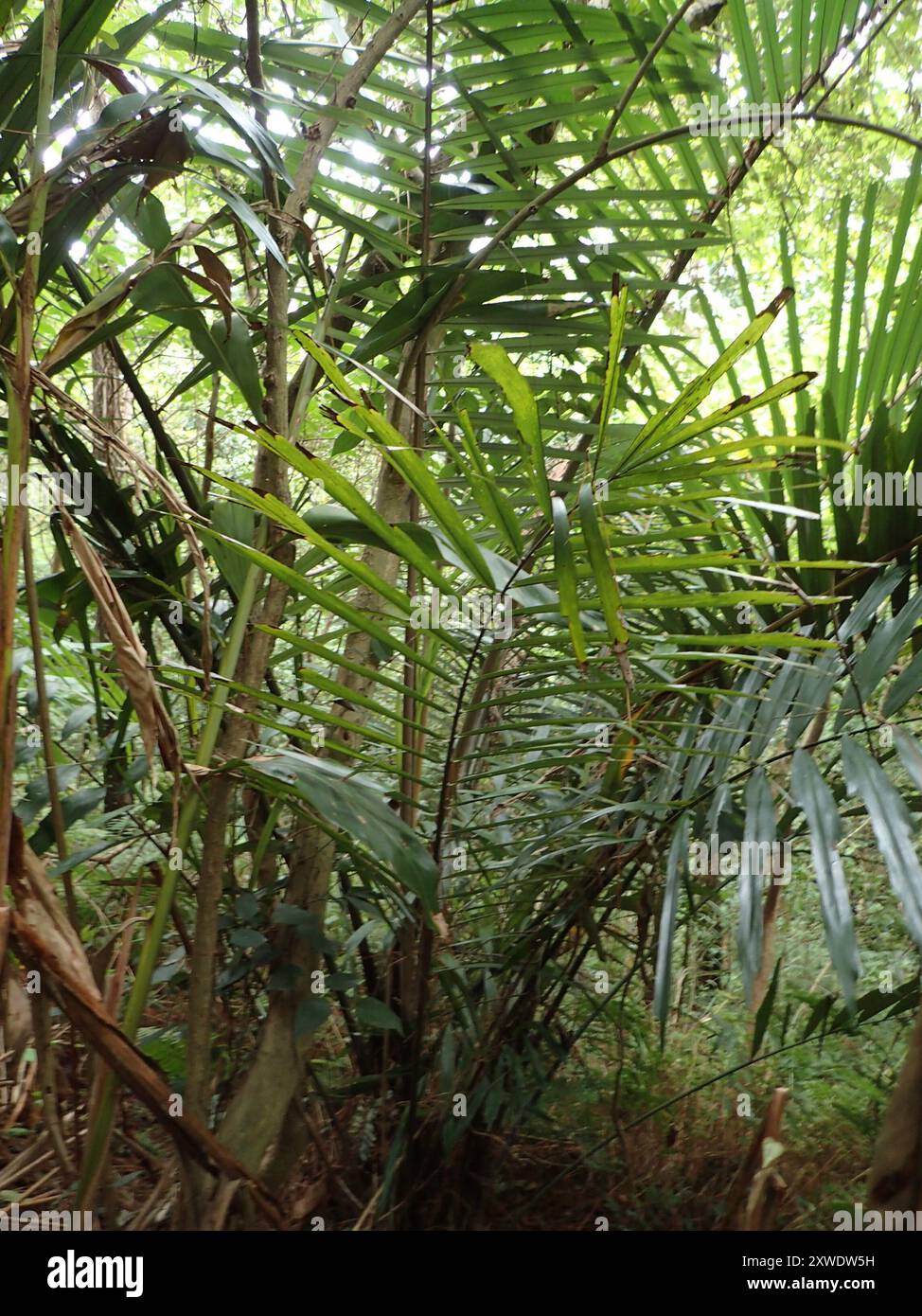 Palmier Arenga (Arenga engleri) Plantae Banque D'Images