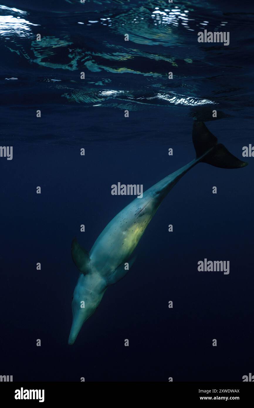 Les dauphins nagent gracieusement dans le bleu profond du lagon de Mayotte, mettant en valeur la vie marine et la beauté vibrante de l'océan. Banque D'Images