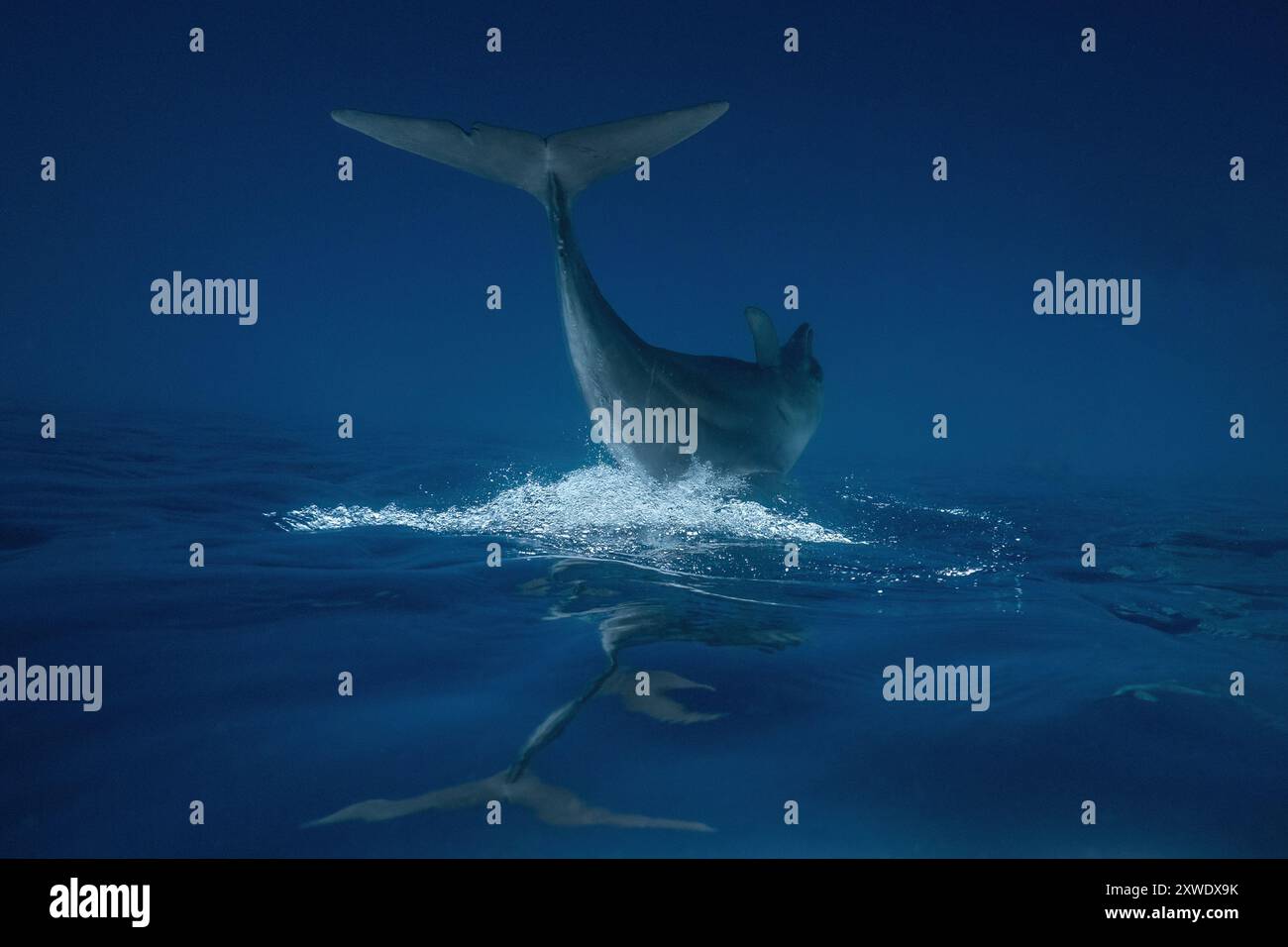 Les dauphins nagent gracieusement dans le bleu profond du lagon de Mayotte, mettant en valeur la vie marine et la beauté vibrante de l'océan. Banque D'Images