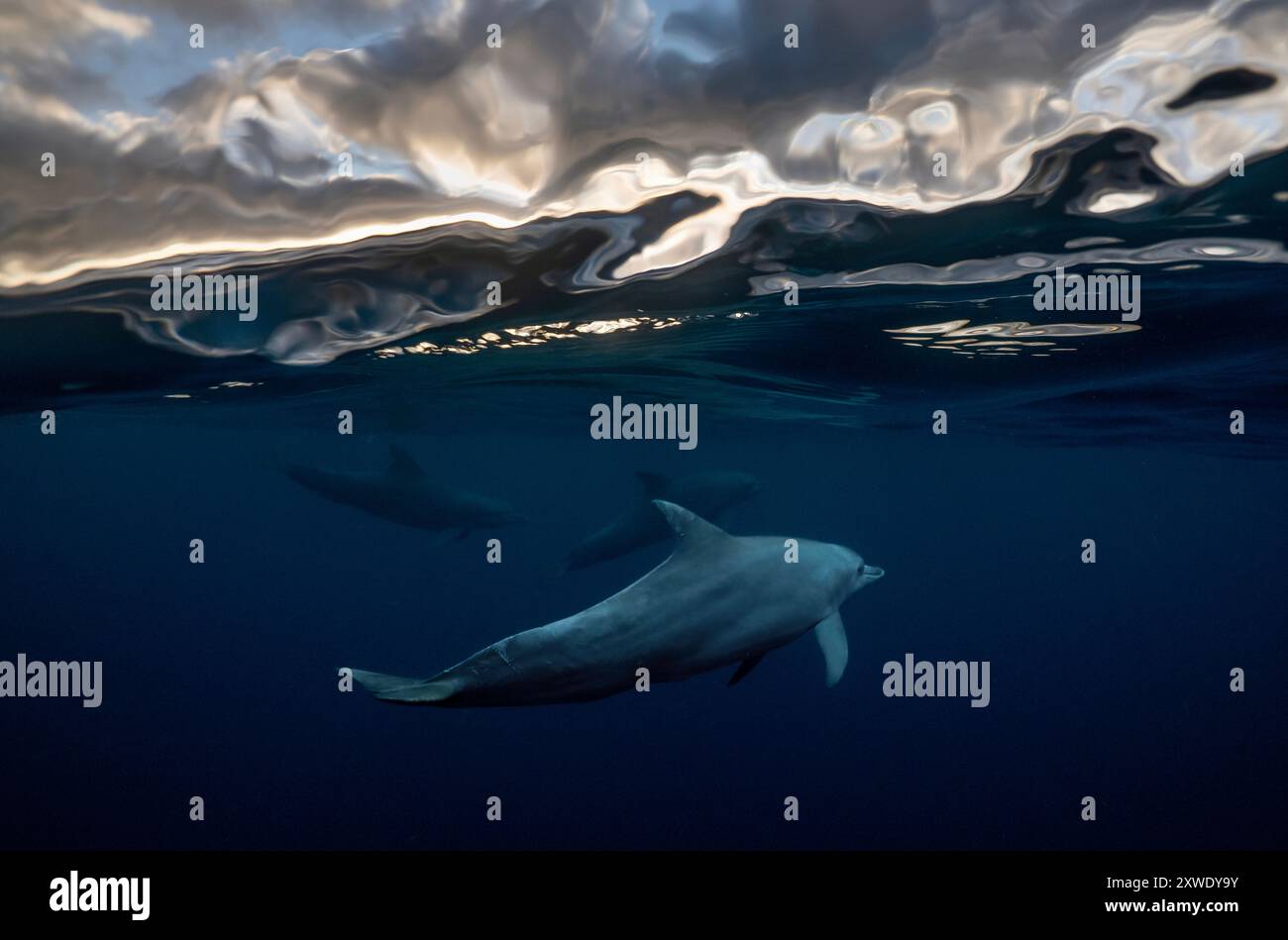 Les dauphins nagent gracieusement dans le bleu profond du lagon de Mayotte, mettant en valeur la vie marine et la beauté vibrante de l'océan. Banque D'Images