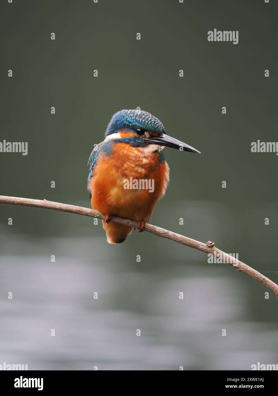 martin-pêcheur juvénile peut être frustrant avec les oiseaux privilégiant certains perchoirs, si votre emplacement n'est pas sur leur radar, pas d'images ! Banque D'Images