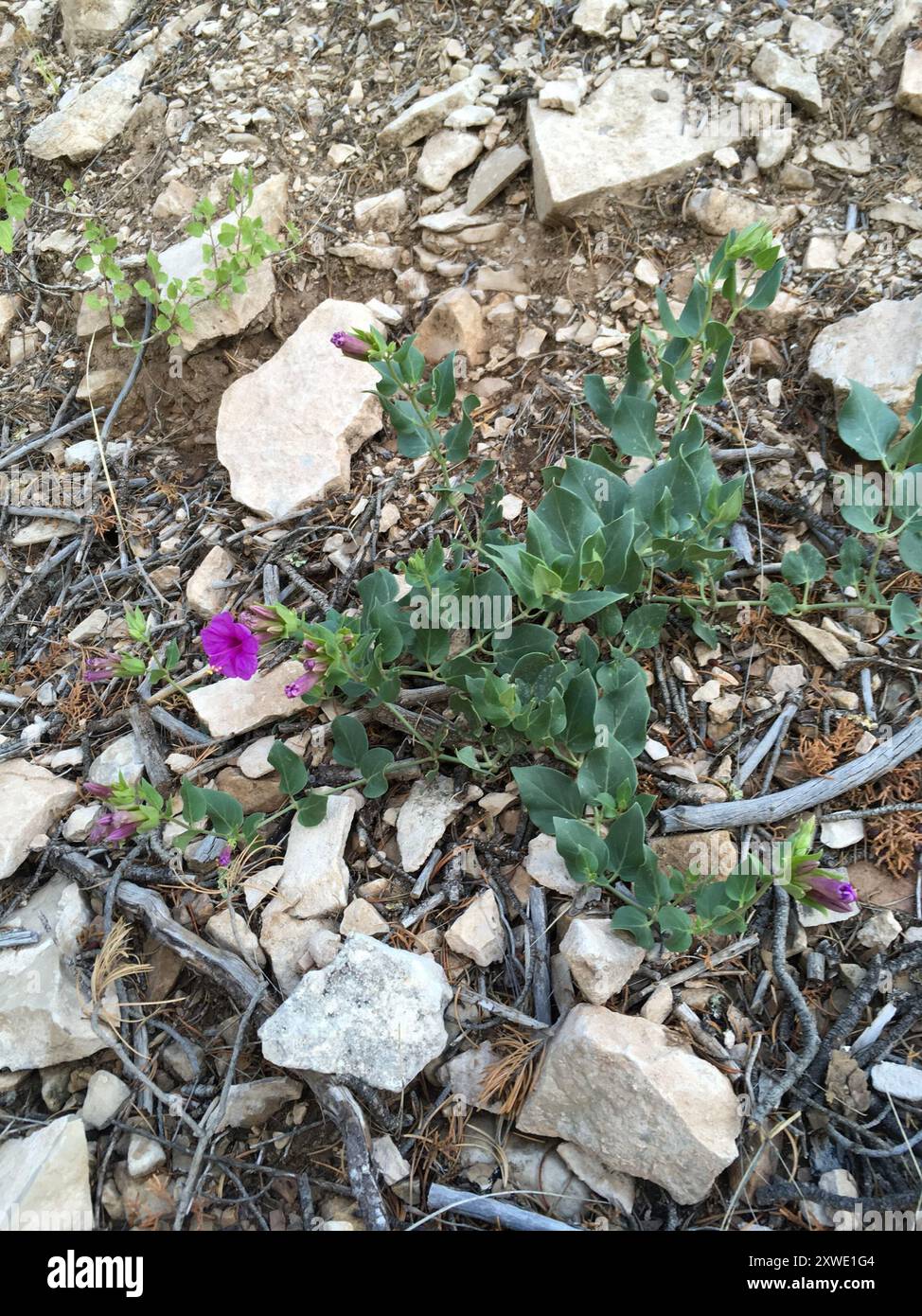 Colorado four o'Clock (mirabilis multiflora) Plantae Banque D'Images