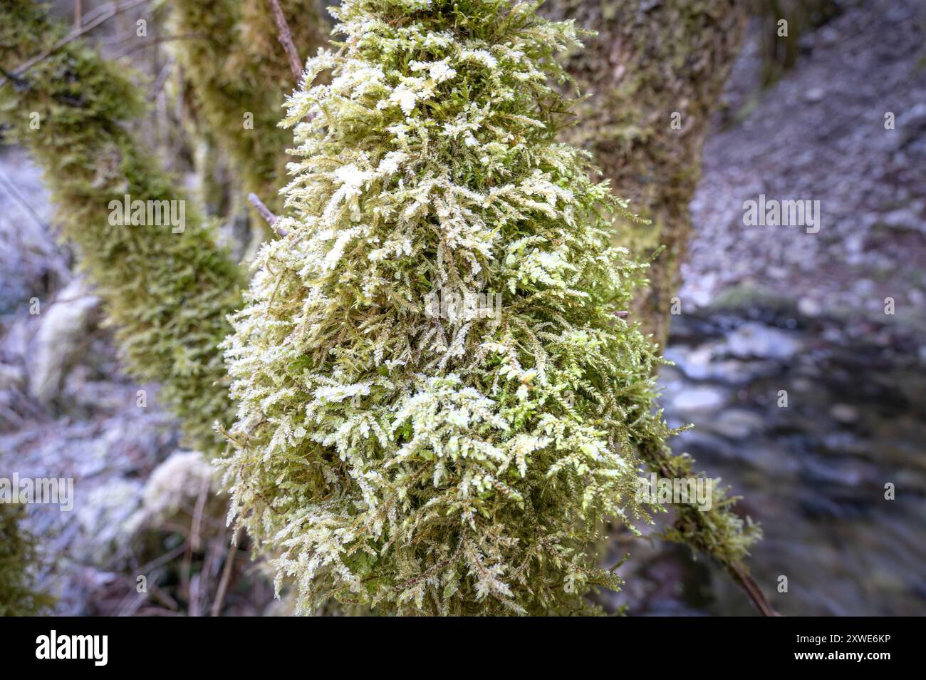 Une brindille moussue embellie par le gel hivernal dans la vallée du Lasset près de Montségur, France Banque D'Images