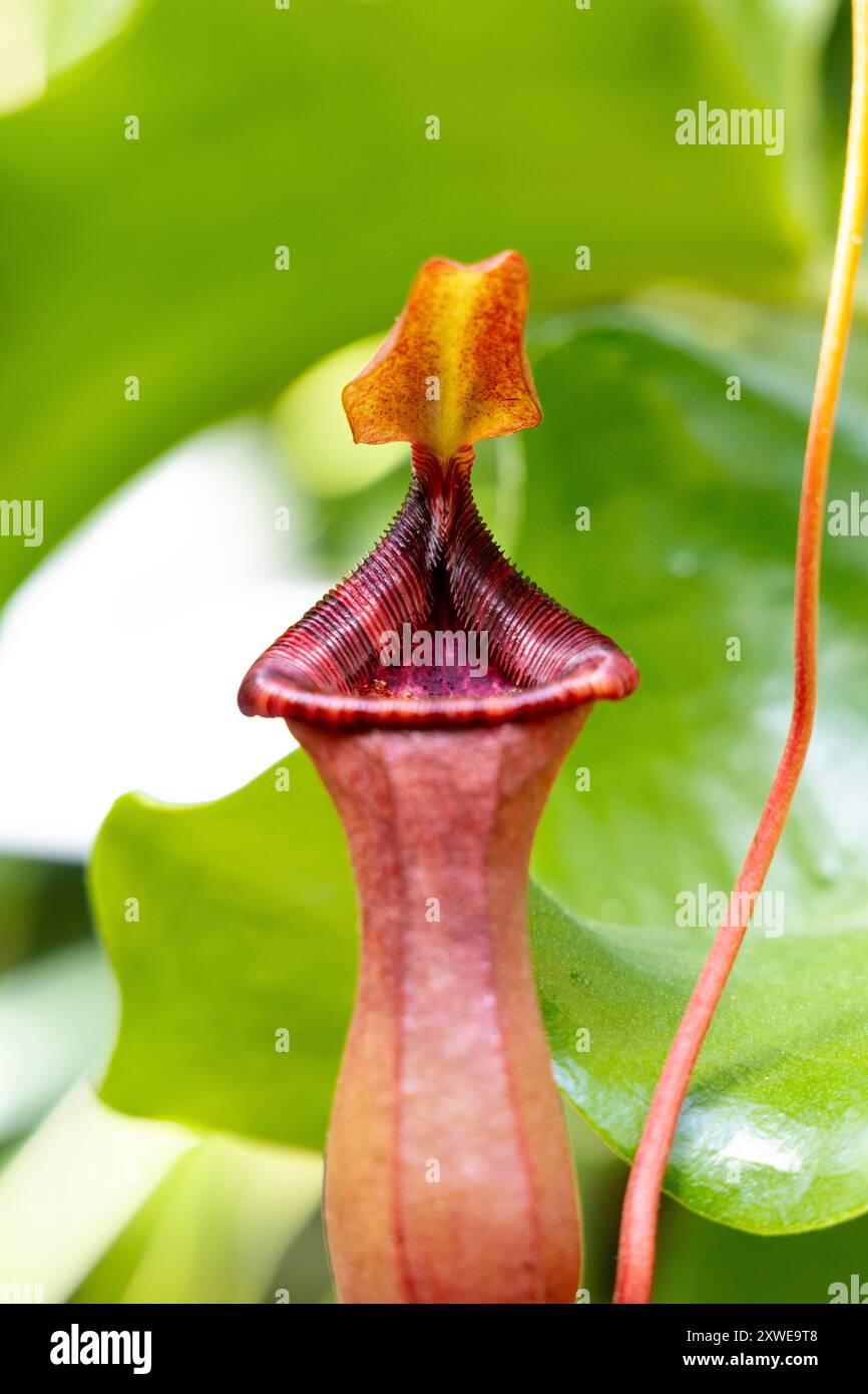 Usine carnivore de Nepenthes dans les jardins botaniques de l'Université de Varsovie, Parc Royal Łazienki, Varsovie, Pologne Banque D'Images