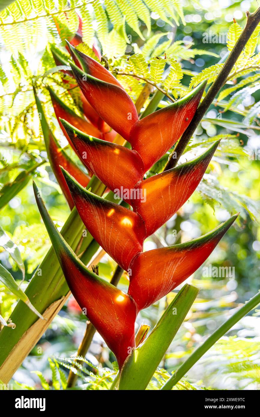 Fleur du palulu rouge (Heliconia bihai) au jardin botanique de l'Université de Varsovie, Parc Royal Łazienki, Varsovie, Pologne Banque D'Images Fleur du palulu rouge (Heliconia bihai) au jardin botanique de l'Université de Varsovie, Parc Royal Łazienki, Varsovie, Pologne Banque D'Images