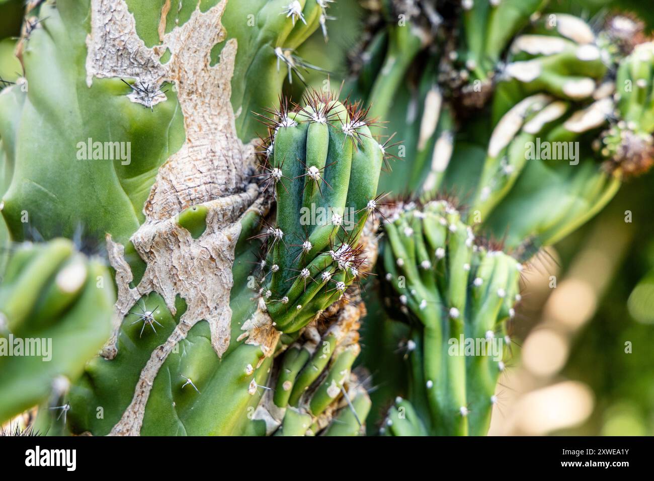 Cereus peruvianus (cactus de pommes péruvien) aux jardins botaniques de l'Université de Varsovie, parc royal de Łazienki, Varsovie, Pologne Banque D'Images
