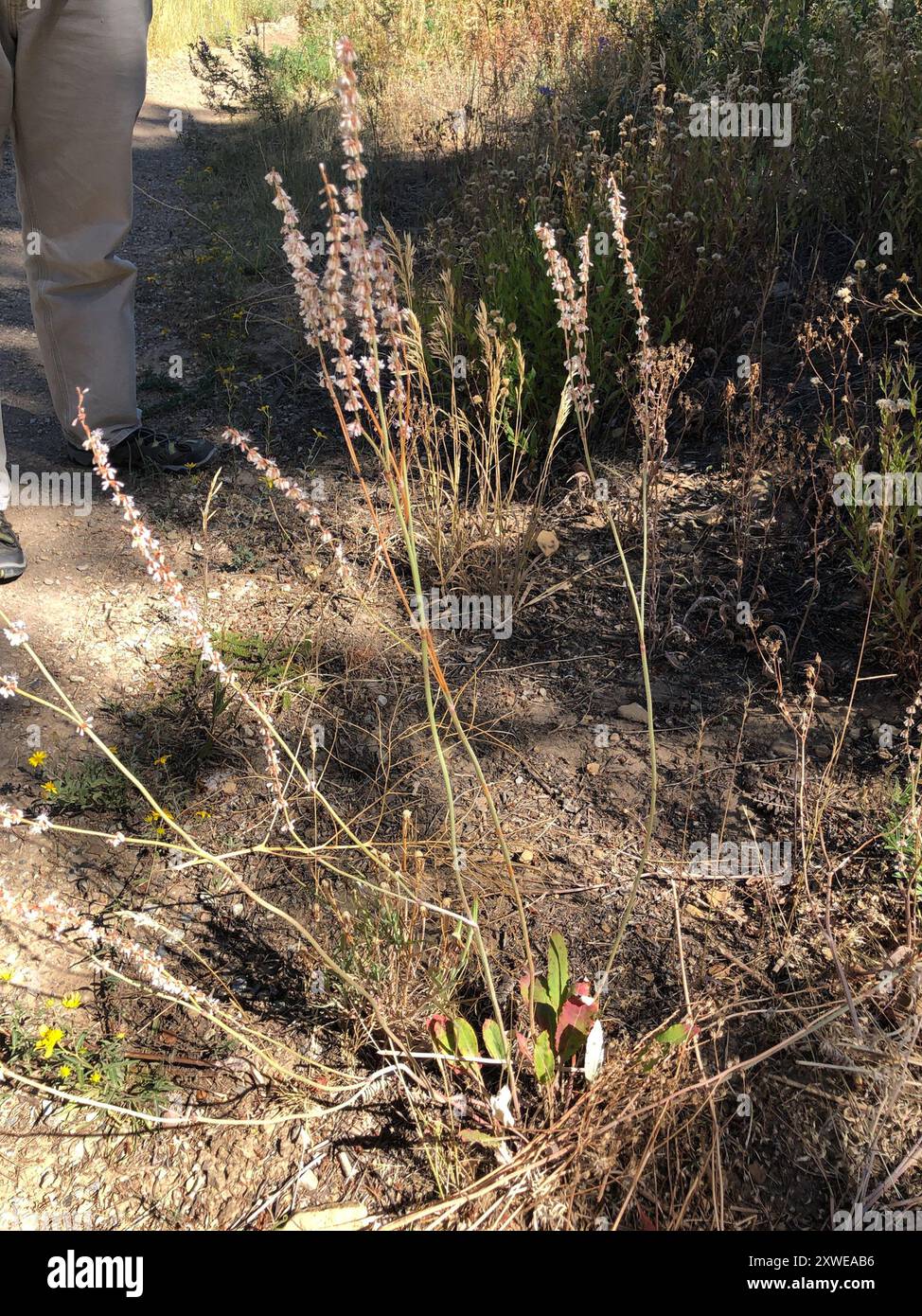 Sarrasin redroot (Eriogonum racemosum) Plantae Banque D'Images