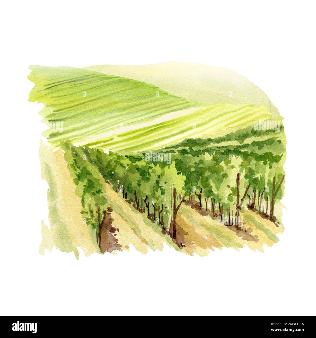 Paysage rural italien avec vignoble au premier plan, champs et collines, illustration aquarelle des champs agricoles. Horizon de l'Europe méditerranéenne Banque D'Images