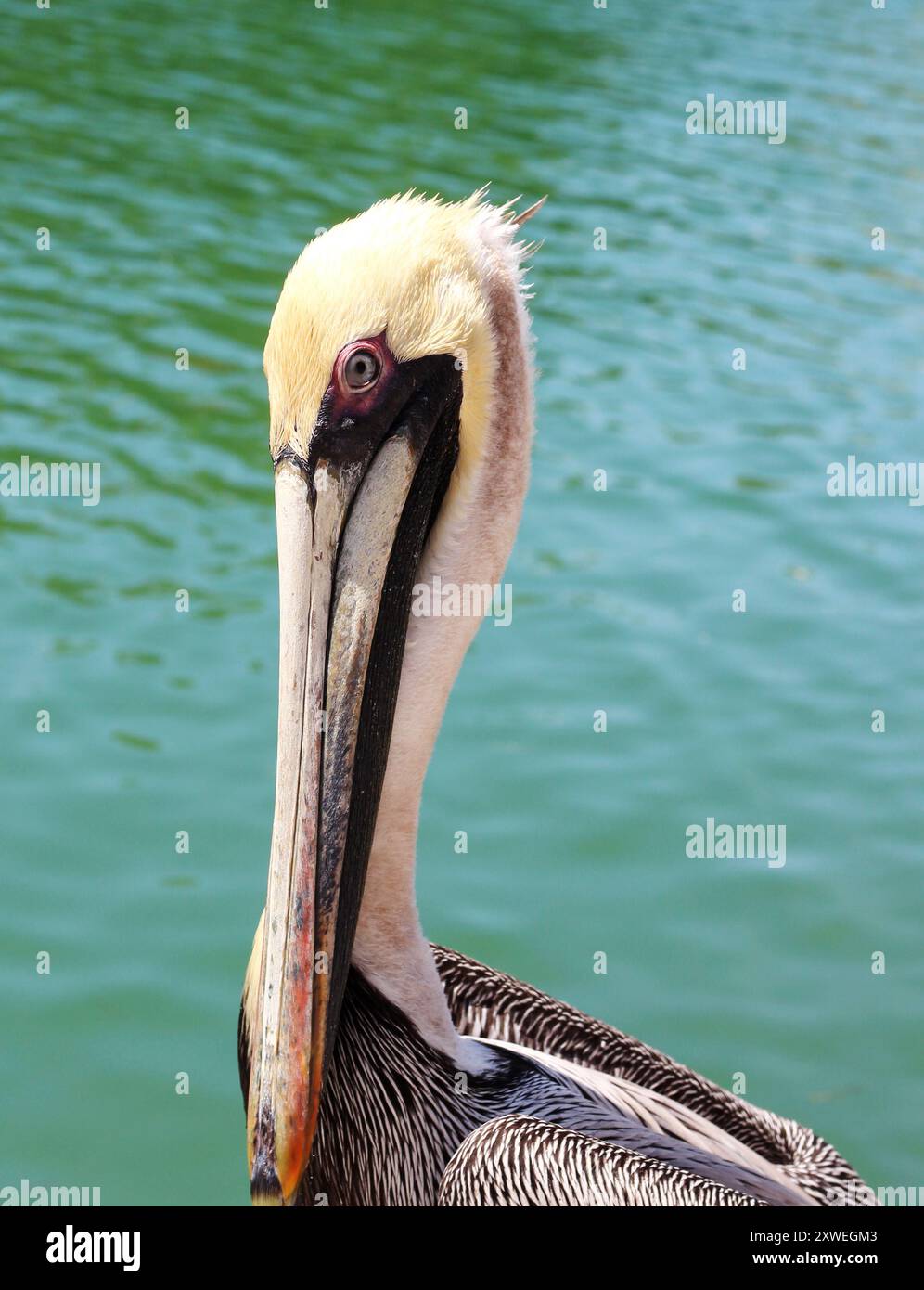 Pélican brun sauvage dans les Florida Keys Banque D'Images