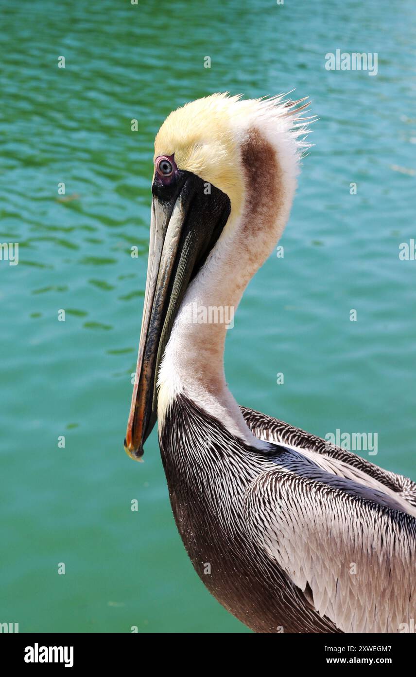 Pélican brun sauvage dans les Florida Keys Banque D'Images