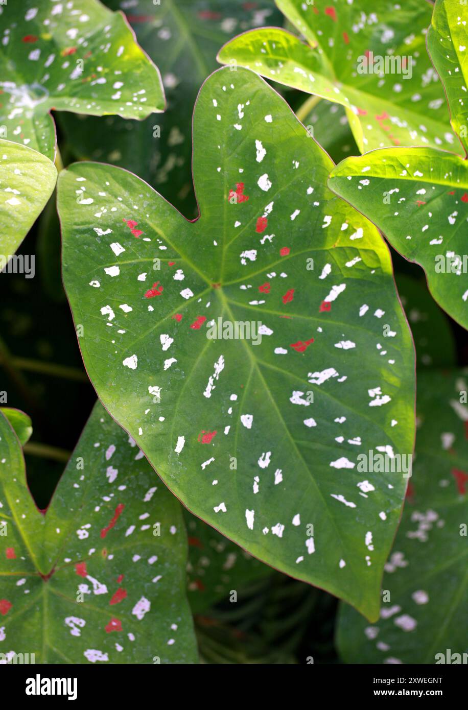 Cœur de Jésus, éléphant Ear ou feuilleté fantaisie Caladium, Caladium bicolor, Araceae. Amérique centrale tropicale et Amérique du Sud. Il est cultivé comme plante d'intérieur. Banque D'Images