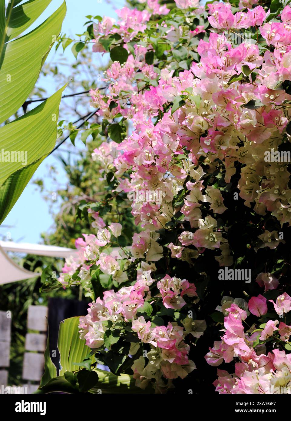 Bougainvilliers grimpant sur un treillis dans Florida Keys Banque D'Images