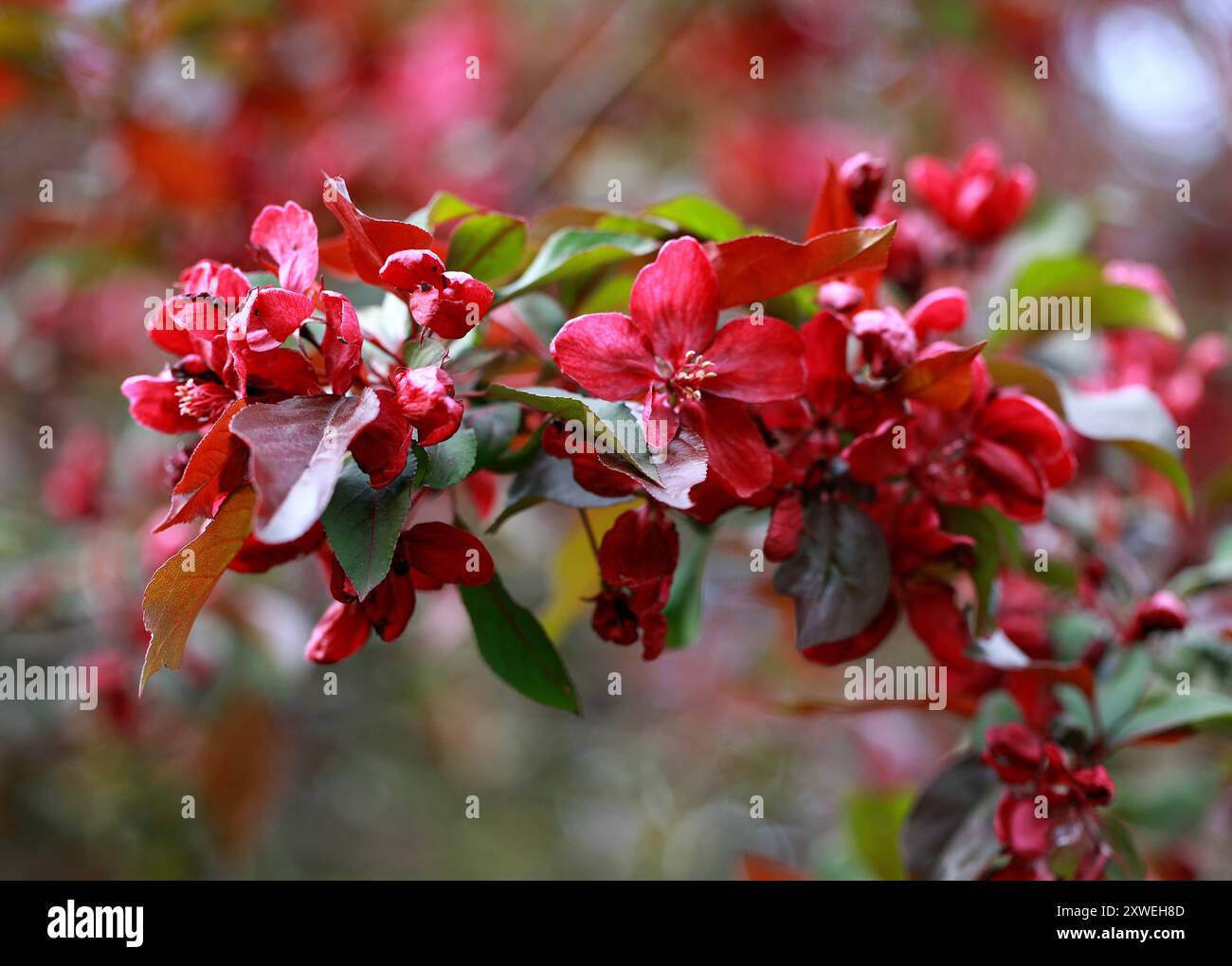 "Royauté" Crabapple, Malus, Rosaceae. Fleurs. Banque D'Images