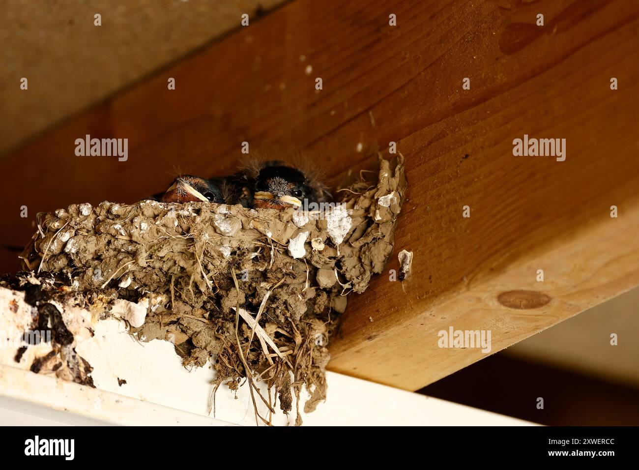 Avaler des poussins dans un nid Banque D'Images