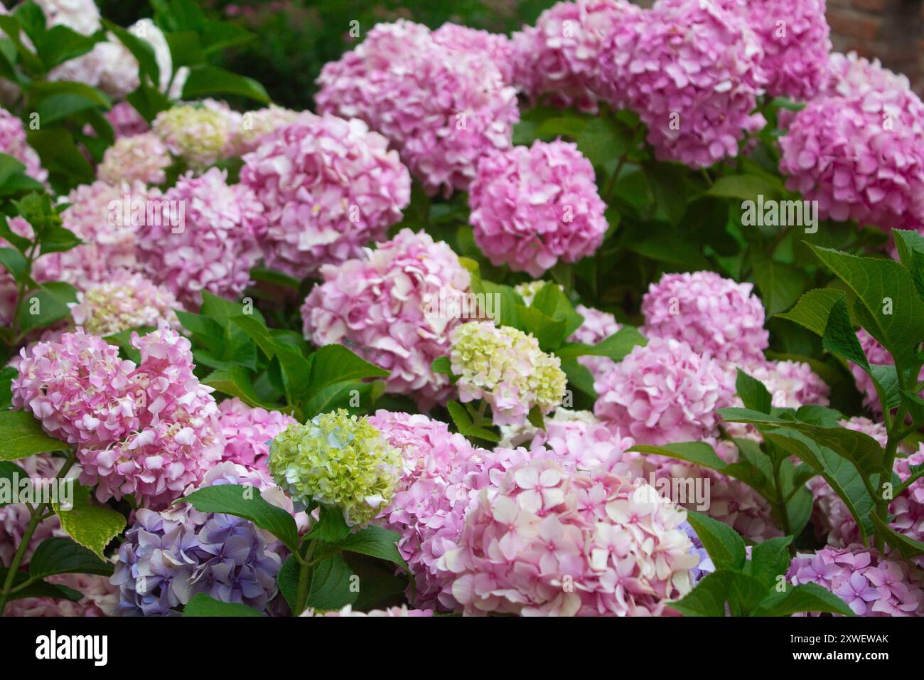 Hortensia rose et lilas fleurissant en été dans le parc sur un buisson parmi les feuilles. Composition florale fond romantique. Banque D'Images