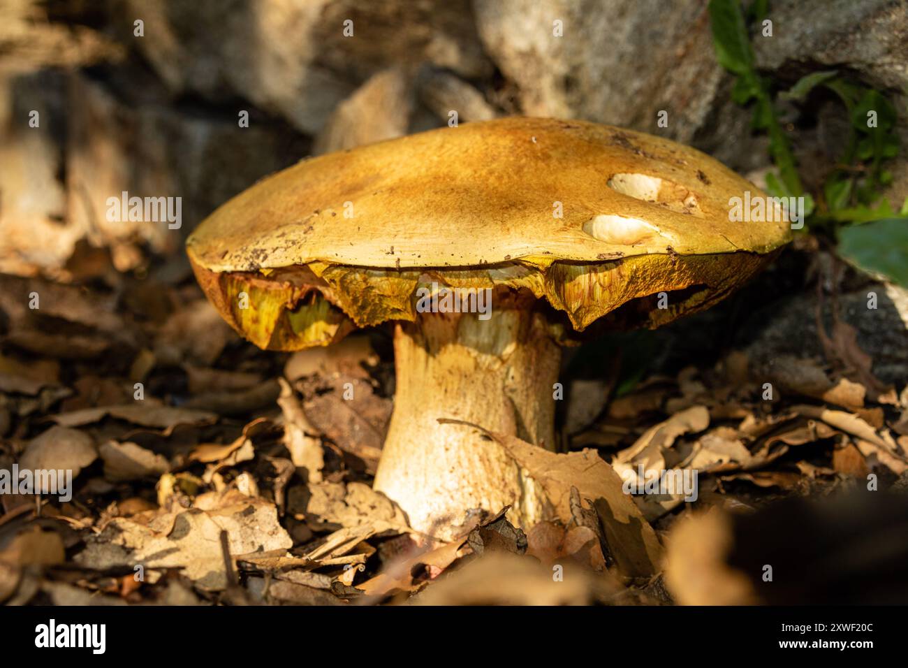 Imleria badia, communément connu sous le nom de Bay Bolete, est un champignon comestible à pores trouvé en Eurasie et en Amérique du Nord Banque D'Images
