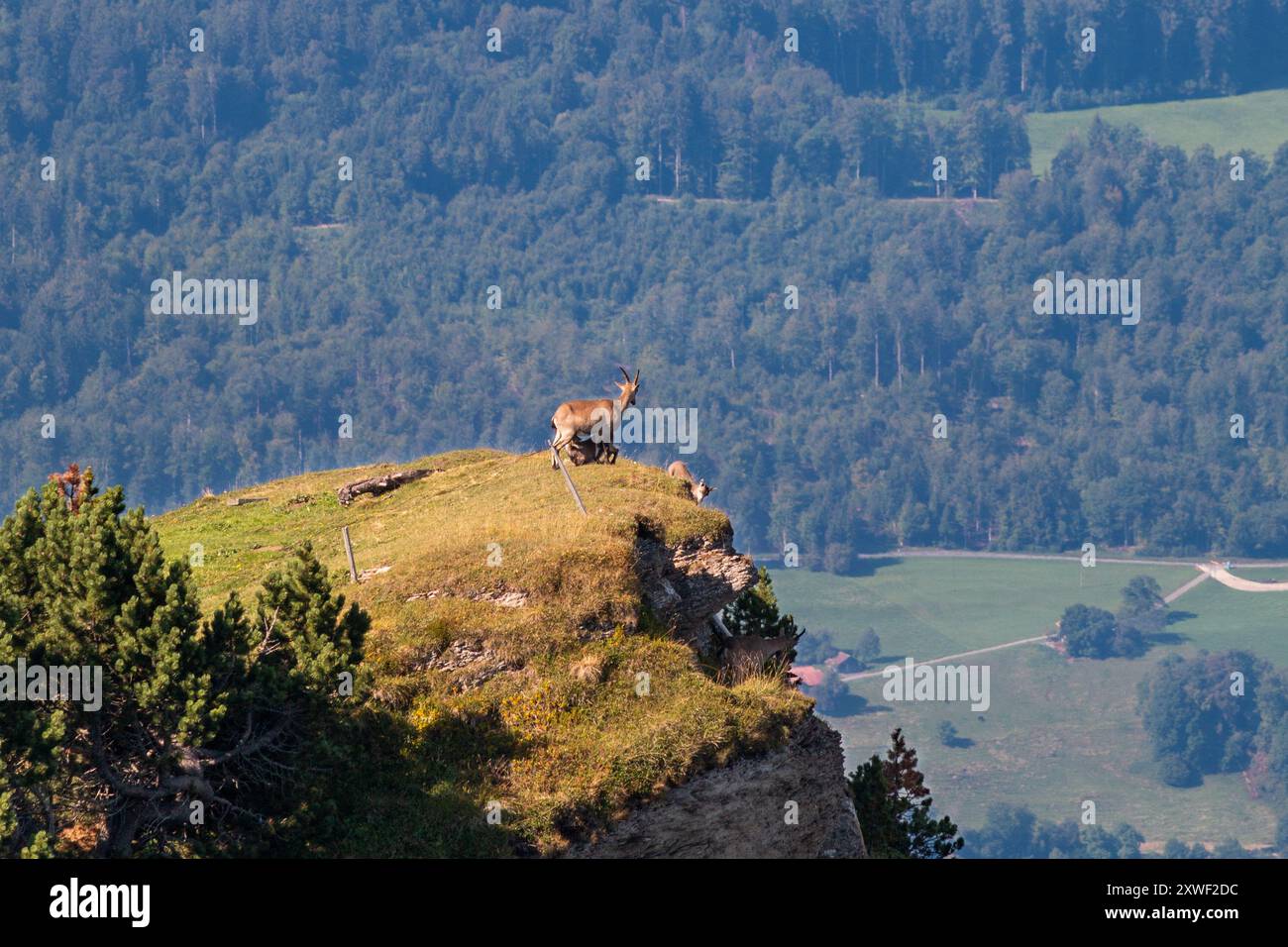Trois chamois (Rupicapra rupicapra) au sommet d'une falaise. L'un d'eux est allaité par sa mère. Banque D'Images