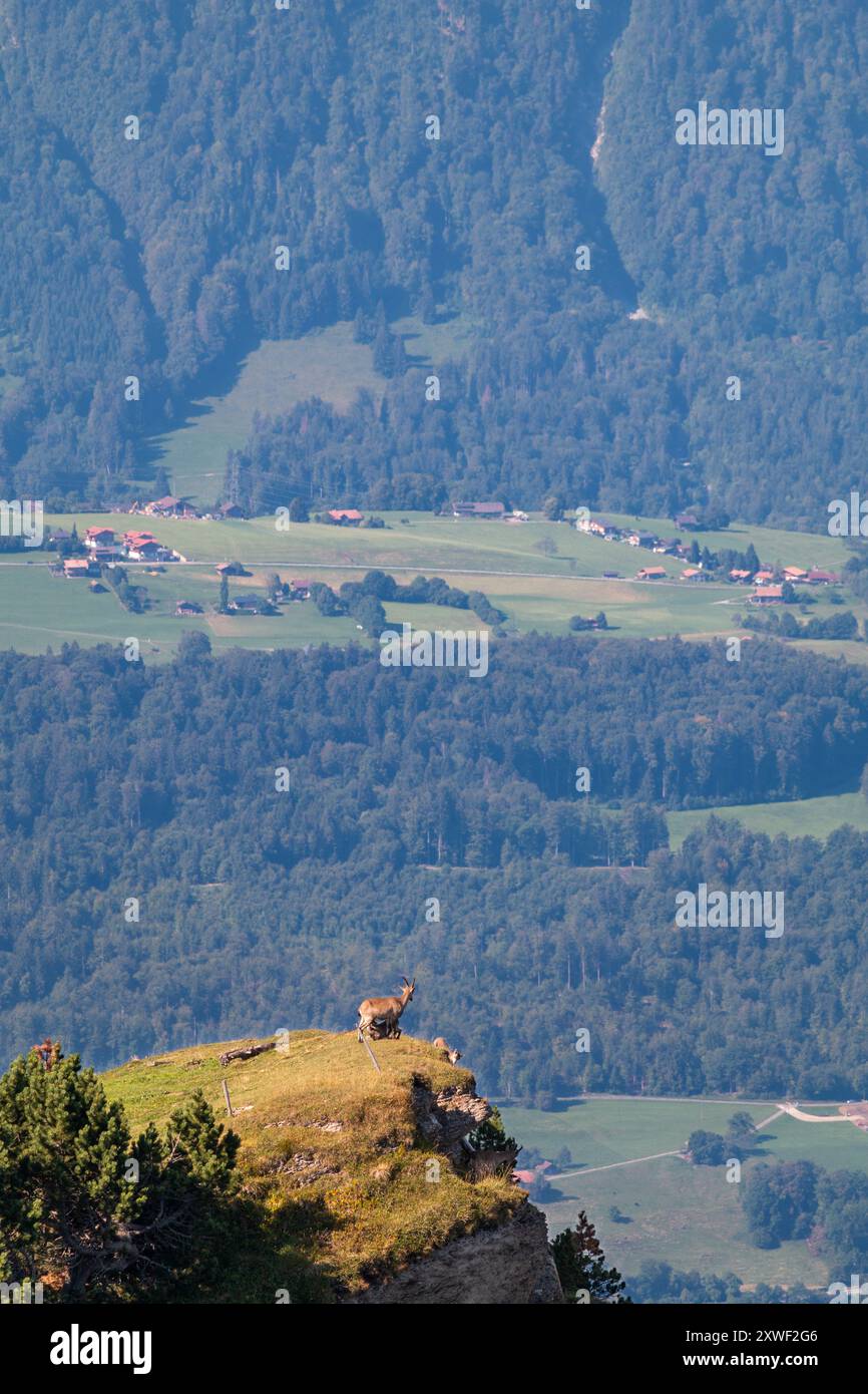 Trois chamois (Rupicapra rupicapra) au sommet d'une falaise. L'un d'eux est allaité par sa mère. Banque D'Images