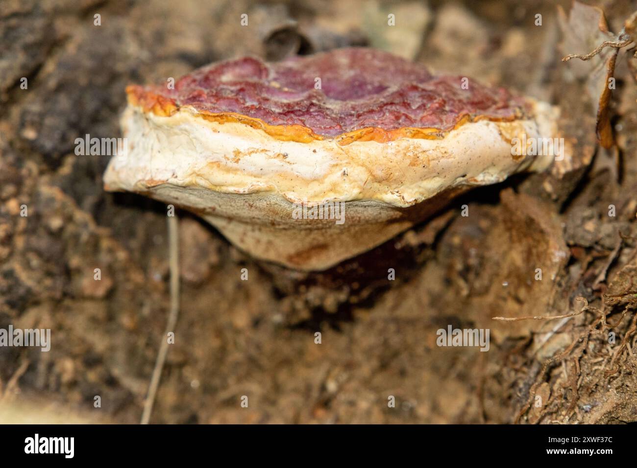 Ganoderma lucidum, communément appelé reishi, laqué conk, ou ling chih, est une espèce de Ganoderma de couleur rouge Banque D'Images