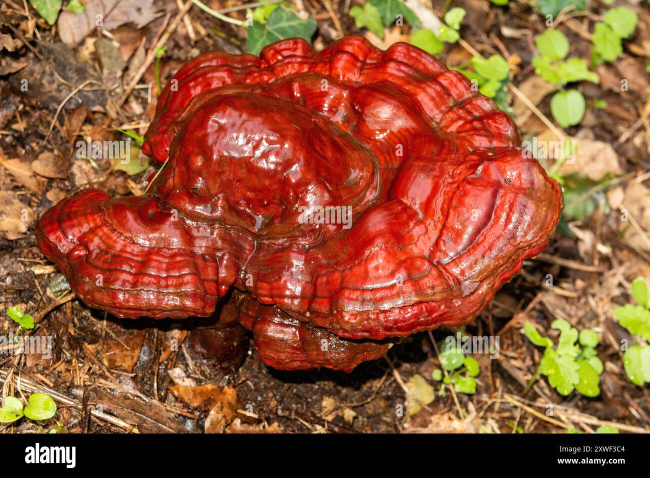 Ganoderma lucidum, communément appelé reishi, laqué conk, ou ling chih, est une espèce de Ganoderma de couleur rouge Banque D'Images