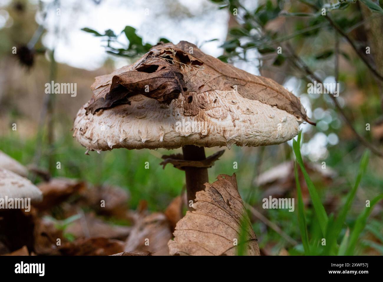 Macrolepiota procera, le champignon parasol, est un champignon basidiomycète dont le grand fructifier proéminent ressemble à un parasol. Banque D'Images