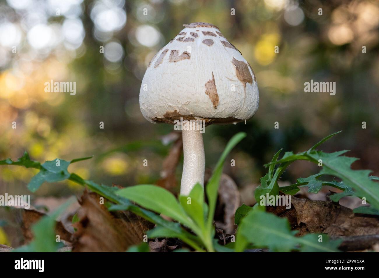 Macrolepiota procera, le champignon parasol, est un champignon basidiomycète dont le grand fructifier proéminent ressemble à un parasol. Banque D'Images