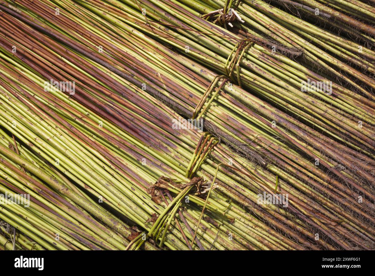 Le jute est l'une des fibres naturelles les plus abordables et en deuxième position seulement après le coton dans la quantité produite et la variété des utilisations. Dans les chars, c'est une source majeure de revenus. Banque D'Images