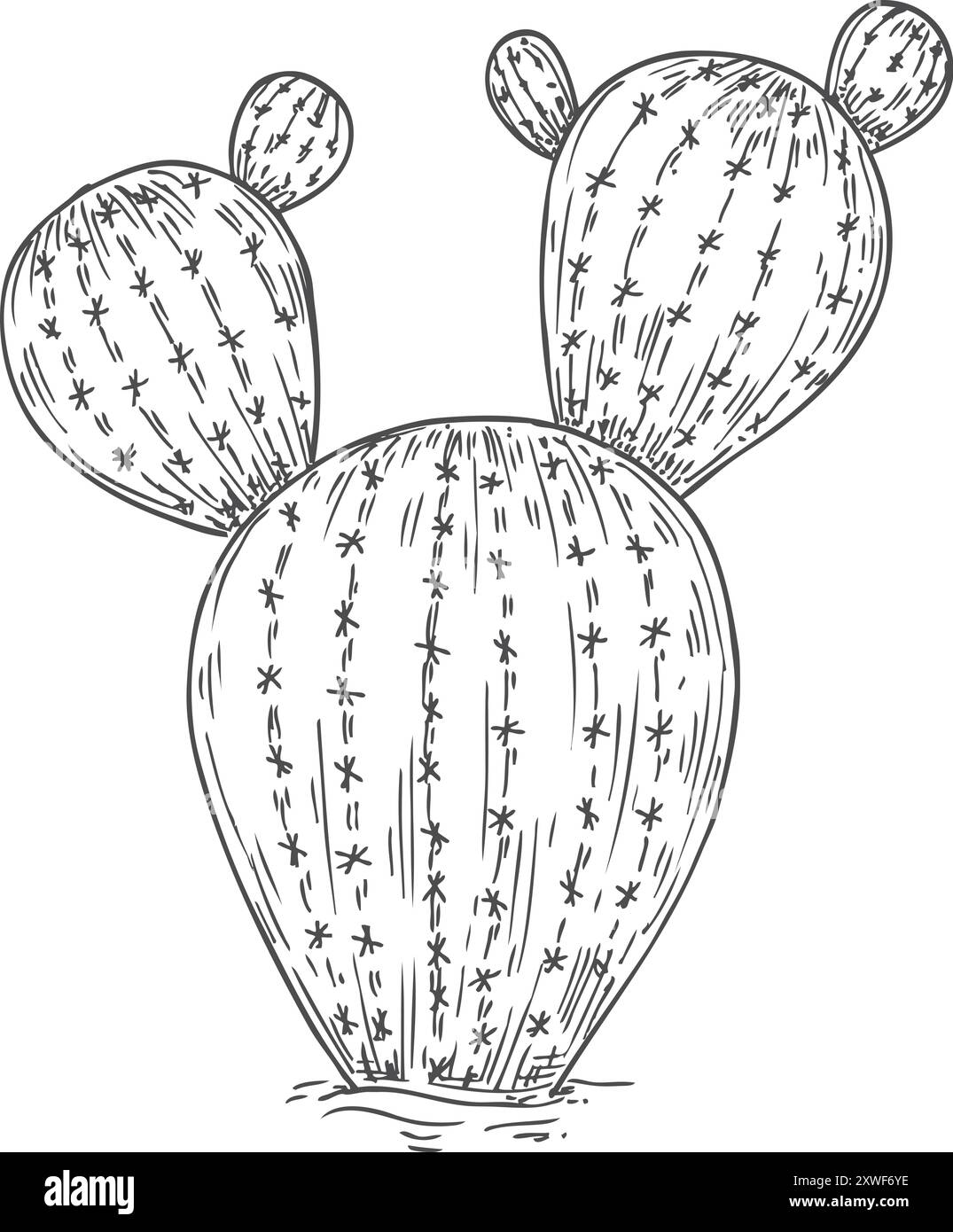 Dessin de cactus sauvage. Usine mexicaine. Flore du désert Illustration de Vecteur