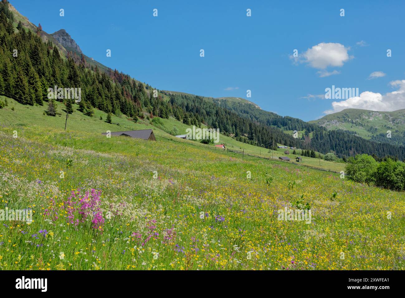 Viscaria vulgaris et une émeute de fleurs sauvages sur les pics de la piste des Balkans, parc national de Prokletije, montagnes maudites, Babino Polje, Monténégro Banque D'Images