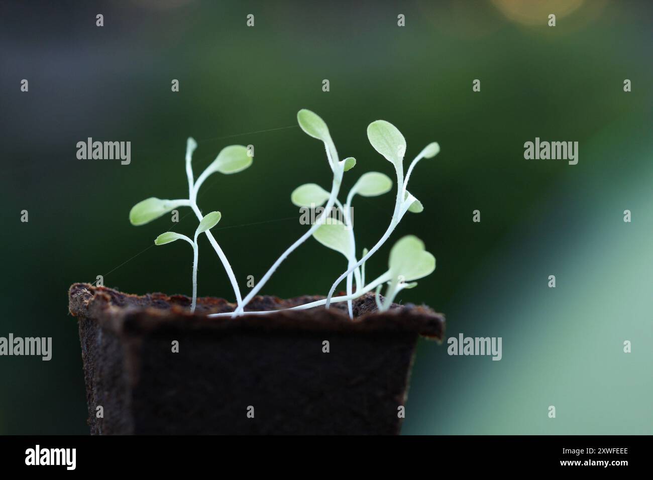 Jeune plante de laitue en pot biologique Banque D'Images