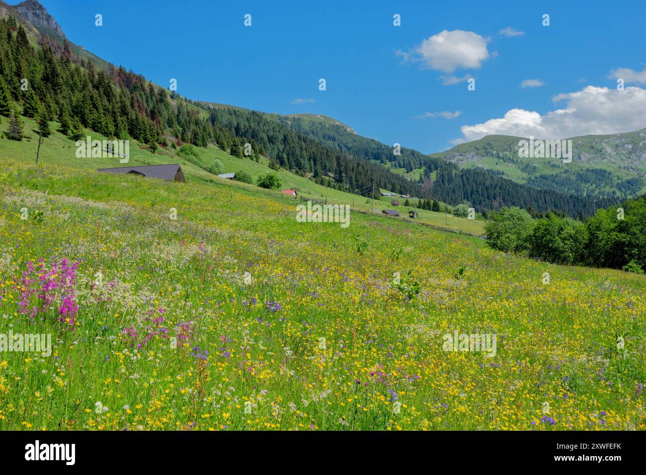 Viscaria vulgaris et une émeute de fleurs sauvages sur les pics de la piste des Balkans, parc national de Prokletije, montagnes maudites, Babino Polje, Monténégro Banque D'Images