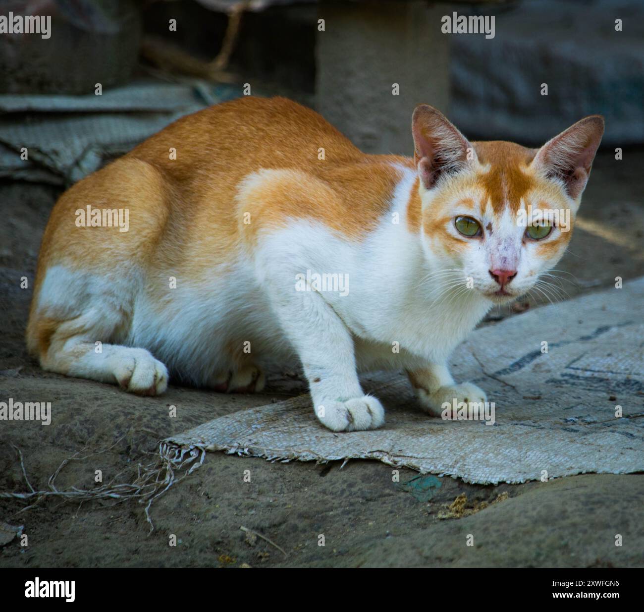 Un chat est assis sur le sol dans la cour d'une maison de village et au Bangladesh. Banque D'Images